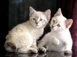 vendo dos lindos gatitos higienicos y bien cu - Imagen 1