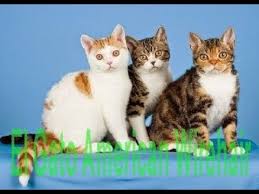 vendo dos lindos gatitos higienicos y bien cu - Imagen 3