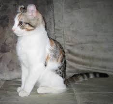 vendo linda gatita angora color blanquitaotr - Imagen 1