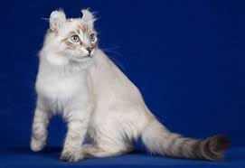 vendo linda gatita angora color blanquitaotr - Imagen 3