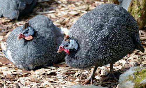 Lindas gallinas guinea la pareja en 3500  - Imagen 1