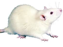 Compro ratas o ratones en usulutan si alguiie - Imagen 1