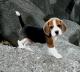 Compro-beagle-para-que-forme-parte-de-nuestra