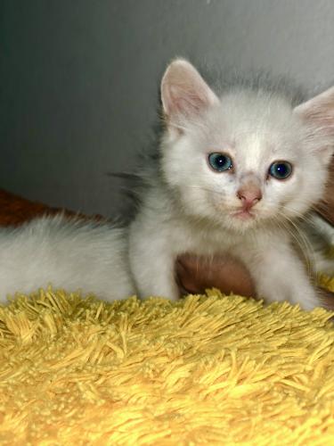 Gatito angora van turco blanco ojos azules de - Imagen 1