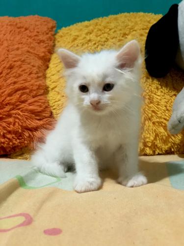 Gatito angora van turco blanco ojos azules de - Imagen 2