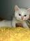 Gatito-angora-van-turco-blanco-ojos-azules-desparasitado