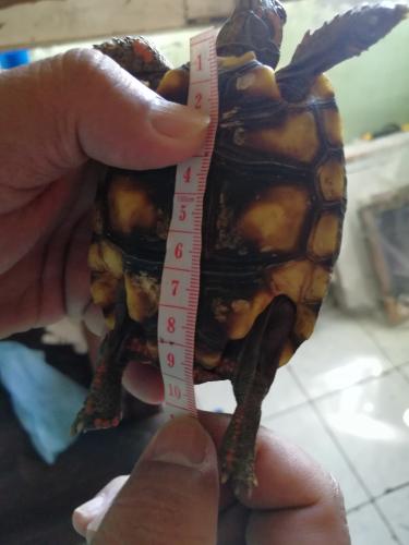 En venta tortugas carbonarias o patas rojas  - Imagen 1