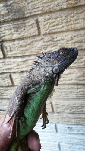 Cachada de iguanas verdes 10 buen tamaño M - Imagen 1