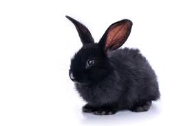 vendo lindo conejo new zealandes higienico y  - Imagen 1