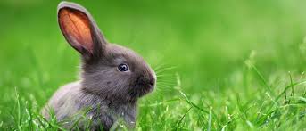 vendo lindo conejo new zealandes higienico y  - Imagen 3
