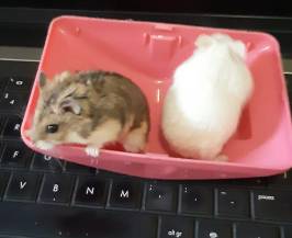 Regalo hamster rusos bonitos y gorditos 75652 - Imagen 1