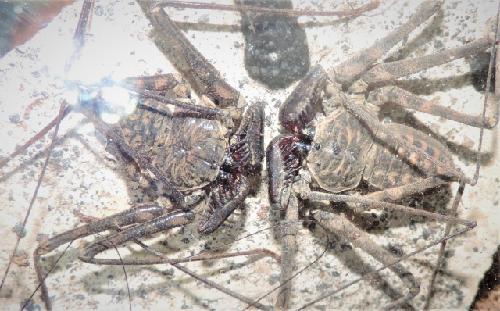 Vendo escolopendra tarantulas whip Scorpion - Imagen 2