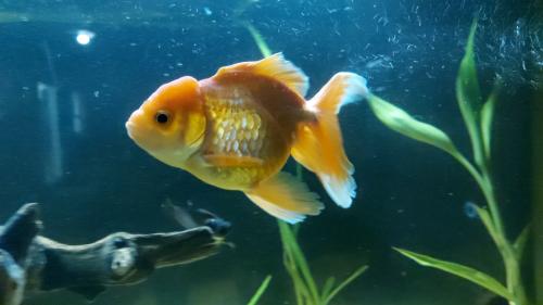 Goldfish variedad de tamaños y especies   O - Imagen 1