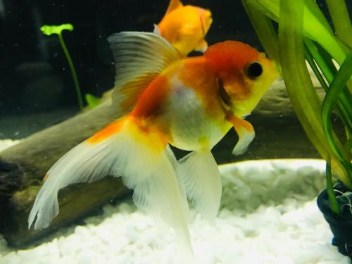 Goldfish variedad de tamaños y especies   O - Imagen 2