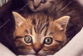 vendo 2 hermosos gatitos ojos color miel hemb - Imagen 1