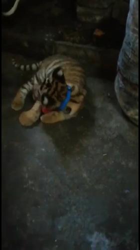 Tigre de Bengala 63124272 whatsapp - Imagen 1