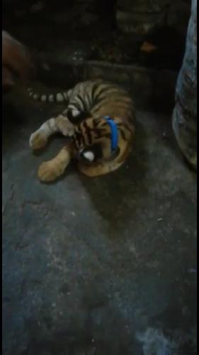 Tigre de Bengala 63124272 whatsapp - Imagen 2