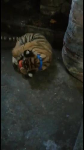 Tigre de Bengala 63124272 whatsapp - Imagen 3