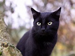 se venden 2 gatitos negros tigreados bien cu - Imagen 1
