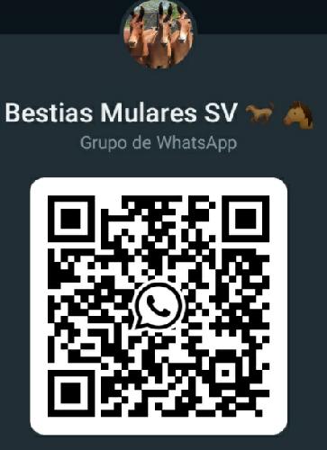 Grupo de WhatsApp de bestias mulares  - Imagen 1