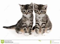 Vendo 2 lindos gatitos higiencosY BIEN CUIDA - Imagen 1