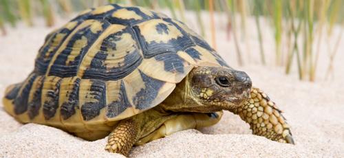 busco tortuga terrestre mediterrnea de cria - Imagen 1