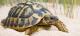 busco-tortuga-terrestre-mediterr�-nea-de-criadero-bebe-barata