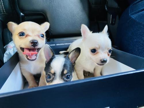 Chihuahuas puros mes y medio ya vacunados des - Imagen 2