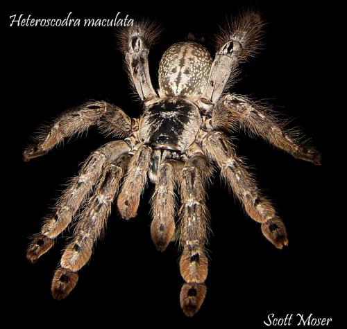 Lings de tarantulas  disponibles de : Acantho - Imagen 2