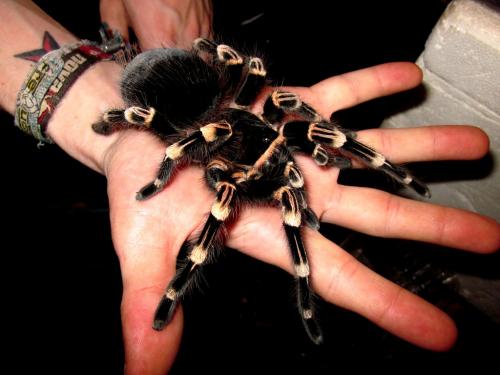 Lings de tarantulas  disponibles de : Acantho - Imagen 3