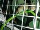 Vendo-Camaleon-de-velo-Hembrita-2-meses-Comiendo