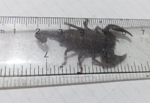 escorpion asiatico Heterometrus spinifer 35 - Imagen 1