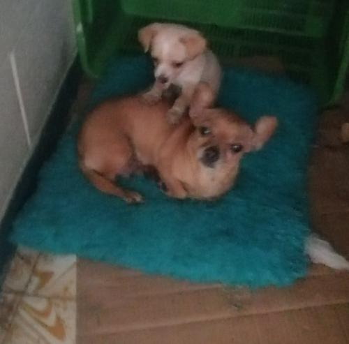 Vendo perrita Chihuahua de un mes 3 semanas v - Imagen 1