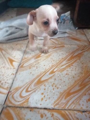 Vendo perrita Chihuahua de un mes 3 semanas v - Imagen 3