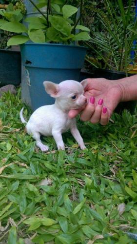Vendo cachorros chihuahua mini llama 75930987 - Imagen 1