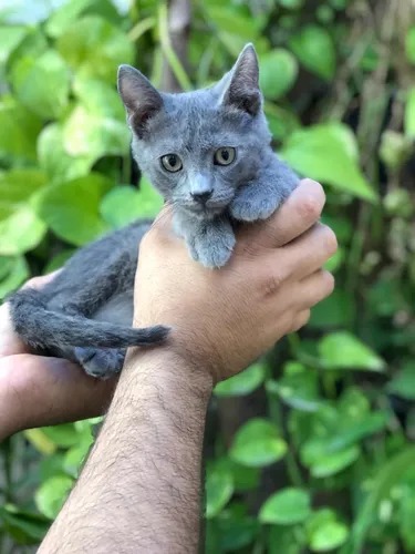 hermosos gatitos azul ruso de linea de padres - Imagen 1