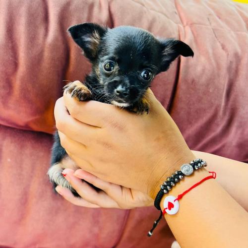 Chihuahua mini toy barón 3 meses de edad ya  - Imagen 2