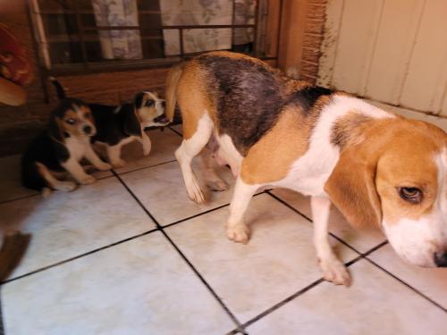 Criadero Don Pablo le ofrece perritas Beagle - Imagen 2