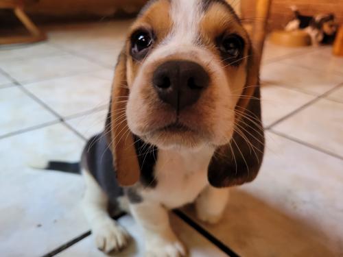Criadero Don Pablo le ofrece perritas Beagle - Imagen 3