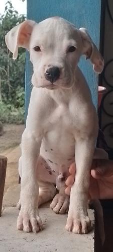 Disponible boxer macho albino de 3 meses de e - Imagen 1