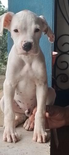 Disponible boxer macho albino de 3 meses de e - Imagen 2