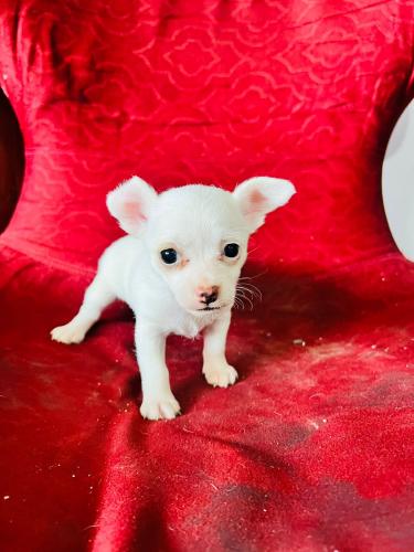 Chihuahua mini es ES henbrita muy linda compa - Imagen 1