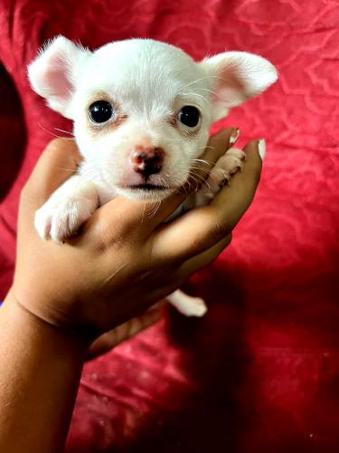 Chihuahua mini es ES henbrita muy linda compa - Imagen 2