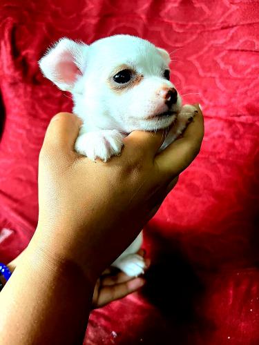 Chihuahua mini es ES henbrita muy linda compa - Imagen 3