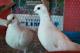 Vendo-palomas-peteneras-color-blanco-muy-saludables-los