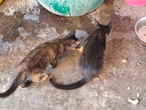 se regalan tres lindos gatitos ya desparasit - Imagen 1