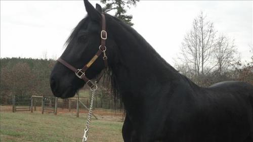 impresionante caballo castrado frisón negro  - Imagen 2