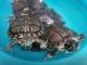 Se-da-en-adopcion-2-tortugas-orejas-rojas