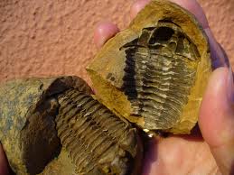 vendo fosiles traidos de sur america y una pu - Imagen 1