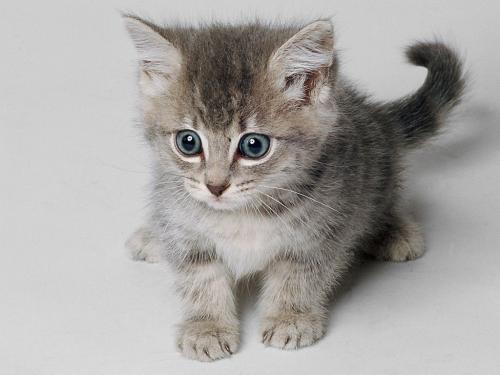 Quiero Adoptar gato pequeño para mascota en - Imagen 3